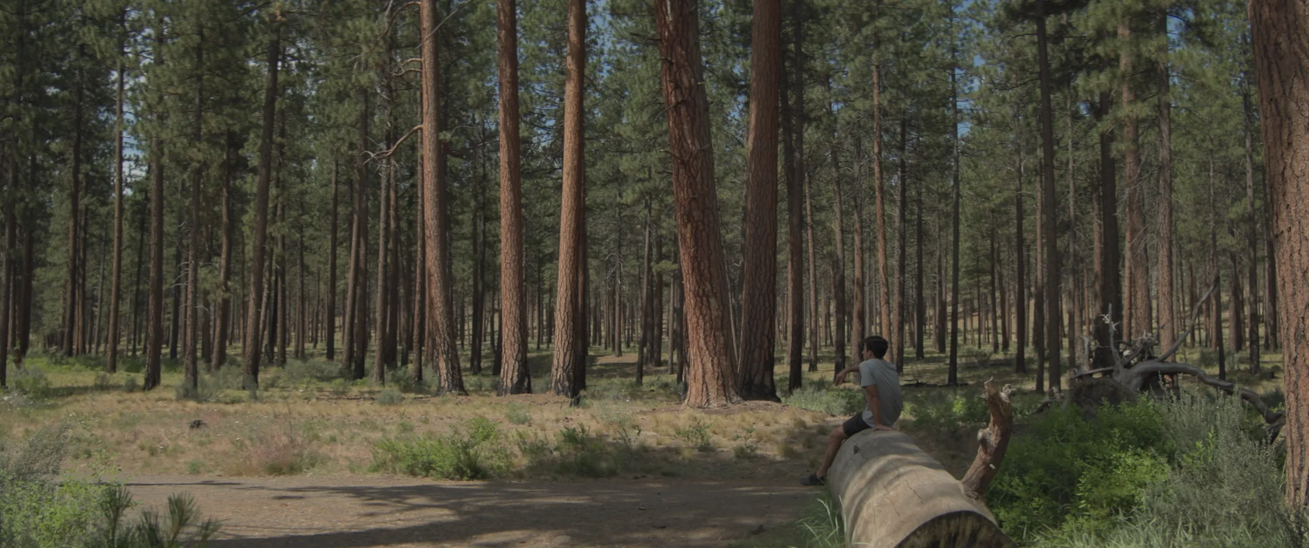 A guest sitting alone in an old-growth forest